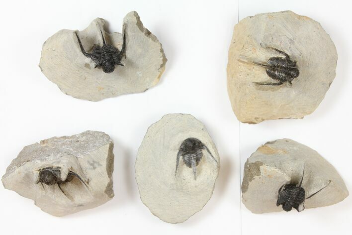 Lot: Spiny Cyphaspis Trilobites - Pieces #134115